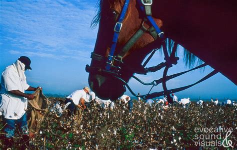 Cotton Picking at Louisiana State Penitentiary - Evocative Sound and ...