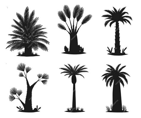 Premium Vector Set Of Palm Tree Silhouettes Isolated On White