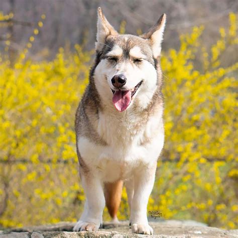 10 Beautiful Husky Mixes