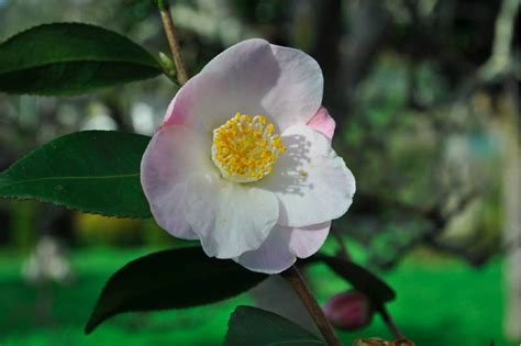 50 Plantas con flores blancas 50 especies diferentes Guía de Jardín