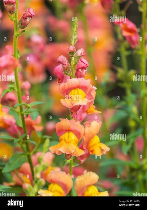 Pink Flowers In The Garden Called Snapdragon Or Antirrhinum Majus Or