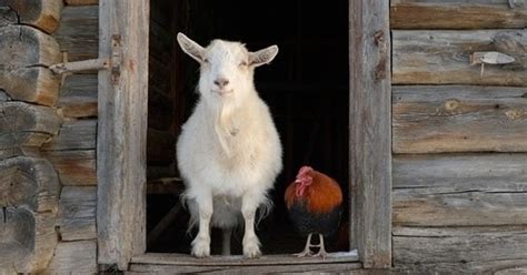 Barn Friends Content In A Cottage