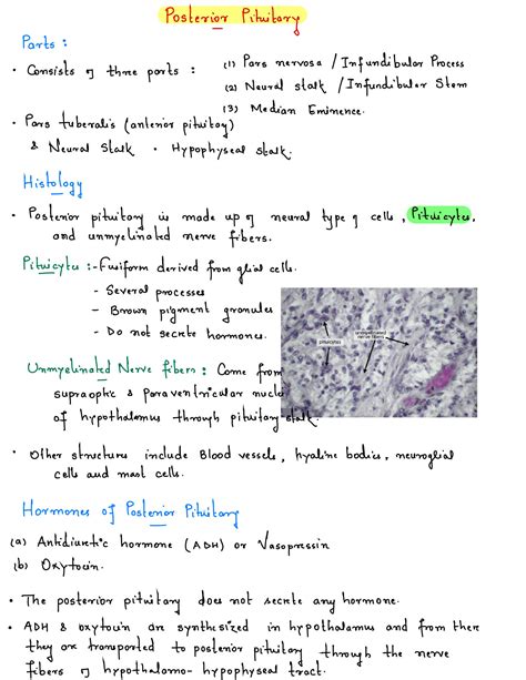 SOLUTION: Pituitary gland posterior pituitary - Studypool