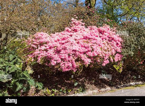 Las Flores De Color Rosa Brillante De Rhododendron Hinomayo O Azalea