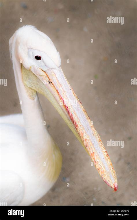 Long Bill Beak Of A White And Majestic Bird At A Zoo In India Stock