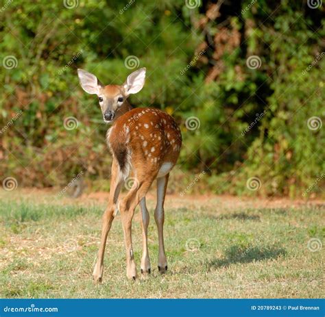 Whitetail fawn deer stock image. Image of odocoileus - 20789243