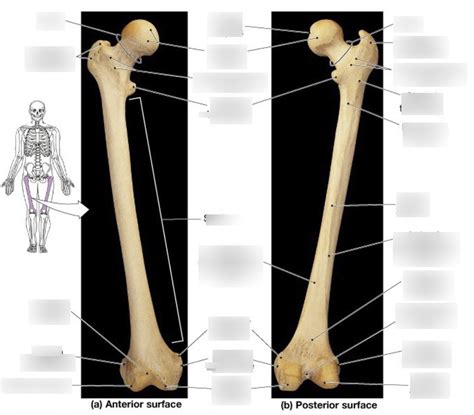 femur thigh bone longest bone diagram quizlet