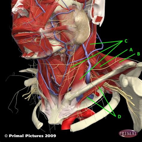 Superficial Neck Muscles 3B Diagram Quizlet