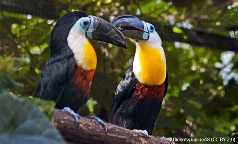 Regenwald Tiere Tukane Abenteuer Regenwald