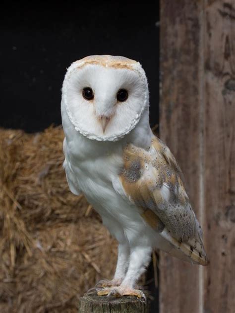 Barn Owl Trust Baley The Barn Owl Trust