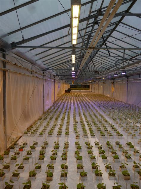 Delfland Nurseries From Hps To Led Lights Kroptek Blog