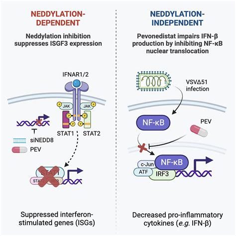 Pevonedistat A First In Class Nedd8 Activating Enzyme Inhibitor