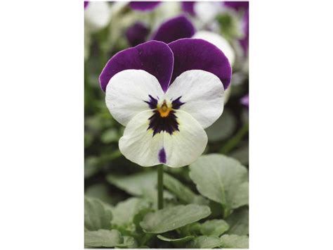 Hornveilchen Viola Cornuta 12er set Topf Ø 9 cm Höhe ca 10 cm kaufen