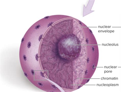 Chapter 4 Cell Structure Function Section 4 4 The Nucleus