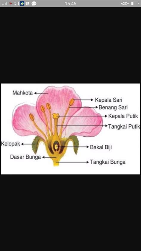 Gambar Bunga Dan Bagian Bagiannya Denah