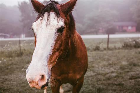 Kostenlose Foto Baum Gras Weide Vieh Hengst Mähne Zaum Pony