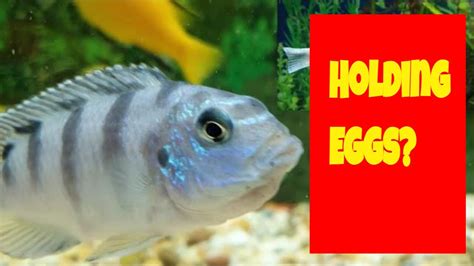 How To Tell If A Cichlid Is Holding Eggs Fry Youtube