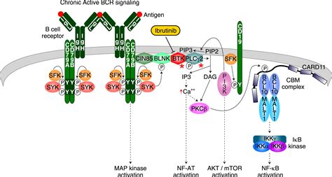 Ibrutinib Treatment Of CLL The Cancer Fights Back Cancer Cell