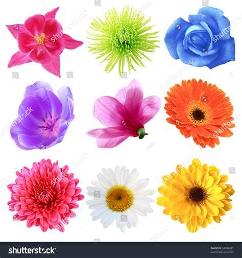 25 Best Various Flowers Images