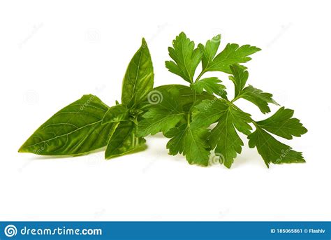 Hoja Perejil Verde Fresca Con Hoja De Albahaca Aislada En Fondo Blanco