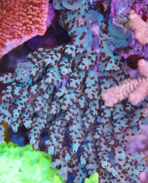 Acropora Growth Frag Box Corals