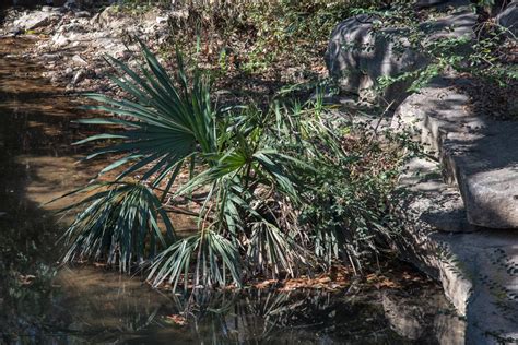 Large Sabal Palmetto In Southern Oklahoma COLD HARDY PALMS PalmTalk