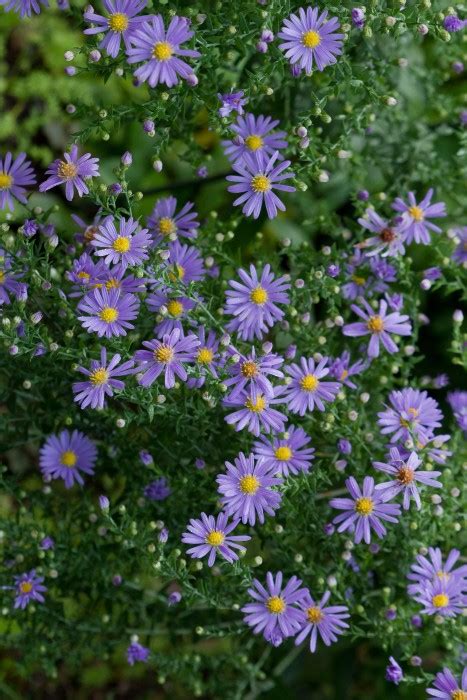 Deep Blue Aster Flower | Best Flower Site