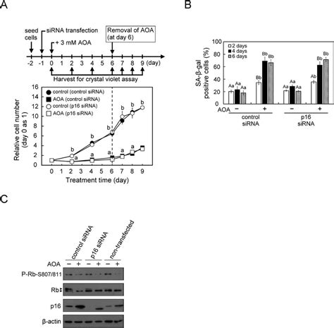 Aoa Treatment Leads To Inhibition Of Proliferation Increase Of P16