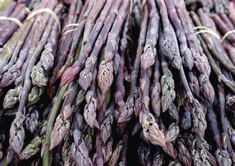 A Good Looking Purple Vegetable That Comes Back Year After Year George