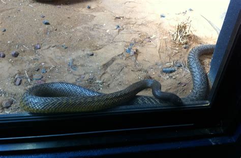 Bee's Blog: Aussie Trip {Part 25} Snakes!