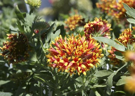 Native Gaillardia Adds A Warm Color Interest Mississippi State