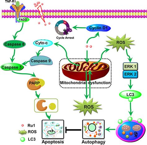 The Induction Of Autophagy Against Mitochondria Mediated Apoptosis In