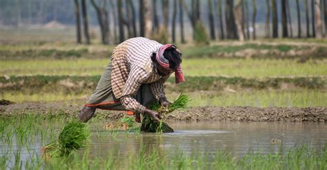 Rice Paddy Photos, Download The BEST Free Rice Paddy Stock Photos & HD ...