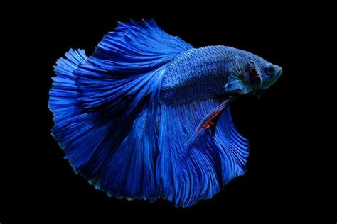 Blue Betta Fish Care Guide Lifespan And More With Pictures Its A