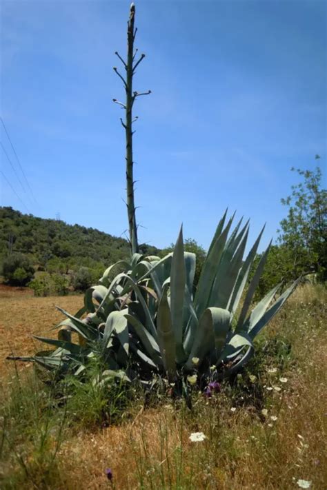 Agave Americana La Planta Que Tarda A Os En Florecer Huertourbanos