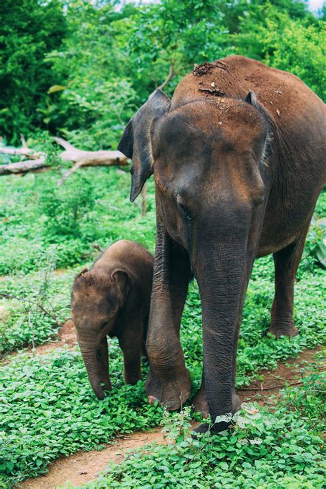 On Elephant Safari In Udawalawe, Sri Lanka - Hand Luggage Only - Travel ...