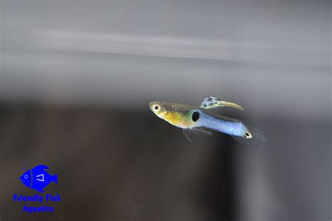 Blue Endler For Sale In Harlow Friendly Fish Aquatics