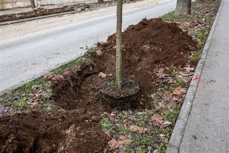 Sadnja Stabala Platane U Arsenalskoj Ulici Grad Pula