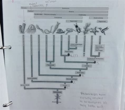 Biology Diversity Exam 3 Flashcards Quizlet