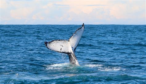 Best 2hr Cruise Whale Watching From Lake Macquarie