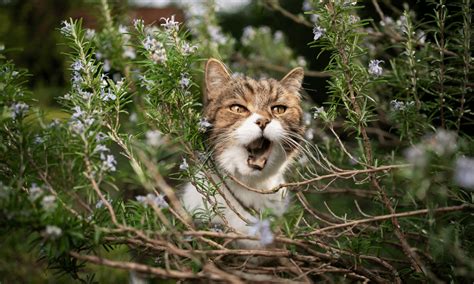 Does Rosemary Repel Cats? (Myth or Fact?) | Pests Banned