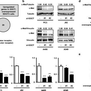 The Knockdown Of Ggct Down Regulates C Met A A Venn Diagram For The