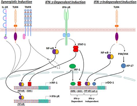 Regulation Of Ido1 Transcription By Inflammatory Signaling