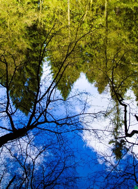 Banco De Imagens árvore Agua Natureza Floresta Ramo Plantar Luz