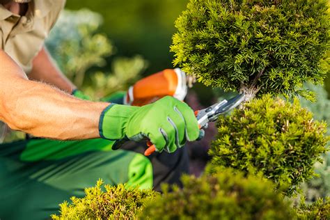 Pruning Boulay Landscaping Wells Maine