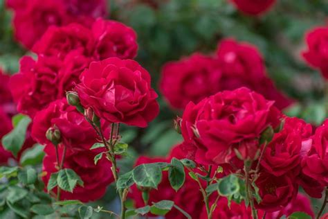 Plantar Rosas Descubra Dicas E Cuidados