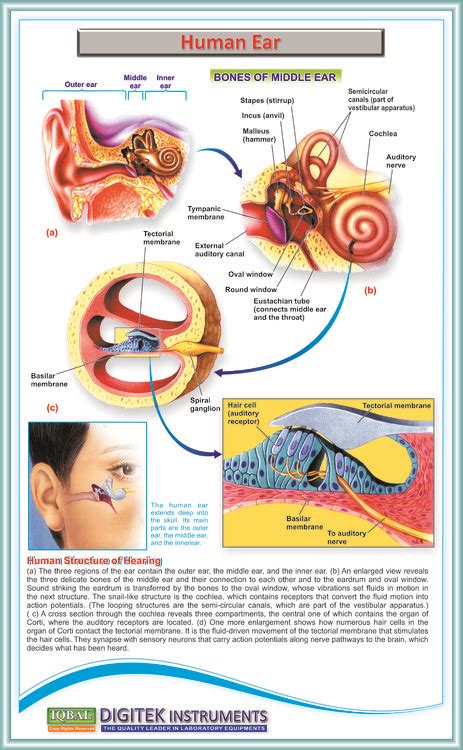 Human Ear Anatomy – Iqbal Scientific Store