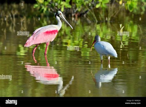 The Roseate Spoonbill Platalea Ajaja Sometimes Placed In Its Own