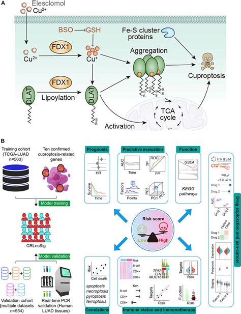 Frontiers Prognosis And Personalized Treatment Prediction In Lung