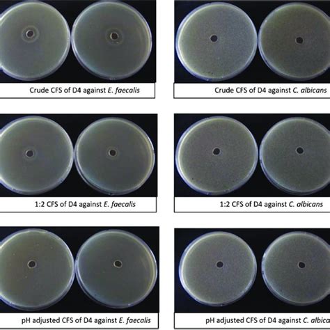 Agar Cup Method Test Of Ecobion E2 Cfs Against E Faecalis And C